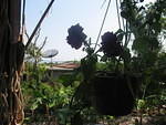 I hate those ugly satelitte dishes