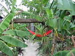 The huge Gwango Tree that Hurricane Ivan felles makes both a great arch over the pathway but a real cool place to chillout in my