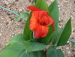 One of Jamaica's many lillies