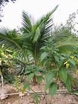 Soon get coconuts?