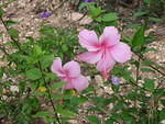 A beautiful pink Hibiscus