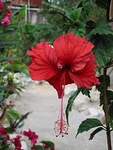 A double red hibiscus or 'Shoe Black' as Jamaican's call it