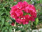 This Cerise Bourganville is one of my favourites