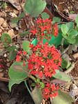 Know the name of this one anyone