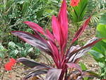 Love the colours of this leafy plant