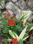 Varigated leaves and another one of Jamaica's Christams red flowers
