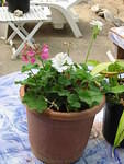English Geraniums carried back as tiny cuttings in November last year already in bloom