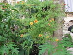 This pretty yellow & red plant reminds me of the Livingstone Daisy we have in the UK.