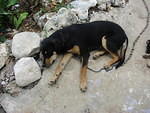 Malta at 6 months sleeping with his 'belly full'!