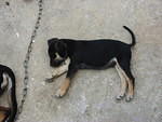 Red Stripe Beer at 6 weeks with his 'belly full' too.