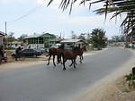 And yesterday it was horses!