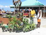 People bought so many of Michael's plants