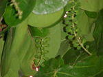 MVC_005F.jpg