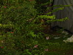 Dsc00330.jpg