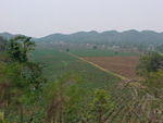 Papaya Farm, new growth.
