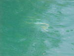 MVC_004F_006.jpg