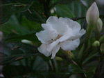MVC_005F_011.jpg
