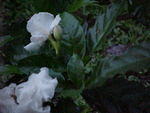 MVC_006F_010.jpg