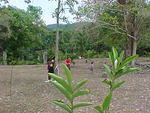 Playing Cricket