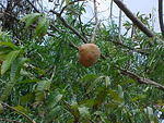 Custard Apple