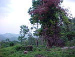 MVC_016F_001.jpg