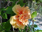 MVC_017F_001.jpg