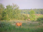 Mvc_001f_006.jpg