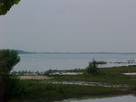 Chincoteague birds