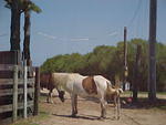 Ponies and Horses in Chincoteague