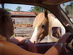 Pony Looking At Donna