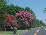 Chincoteague Main Street