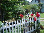 Flowers on Main Street in Chincoteague