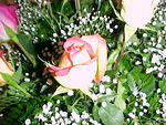 MVC_009F_001.jpg