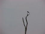 Bird View