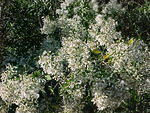 Oct. 23rd, 2005, Leonards Land, Chincoteague Island