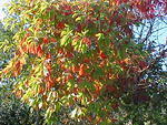 Oct. 23rd, 2005, Leonards Land, Chincoteague Island
