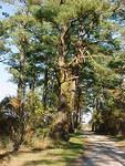 Oct. 23rd, 2005, Leonards Land, Chincoteague Island