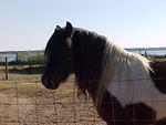 Nov. 19th, 2005 Chincoteague Island