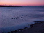 Nov. 11th, 2005 Chincoteague Island
