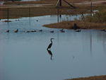 Nov. 27th. 2005 Chincoteague Island VA.