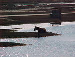 Dec.1st, 2005, Chincoteague Island VA