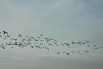 DSC_0117_001.jpg