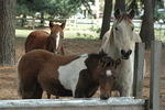 Ponies 2
