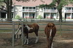 Ponies 1