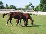 Horses on the pitch don't seem interested in the match (only in Jamaica lol!)