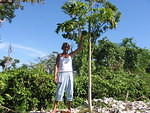 Picking papayas for the party