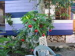 Outa doors Christmas tree