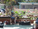Flowers Plants & Billie Jean with her Jewels