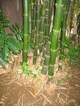 BAMBOO BY OUR COTTAGE