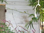 BANANAQUIT ON BAMBOO